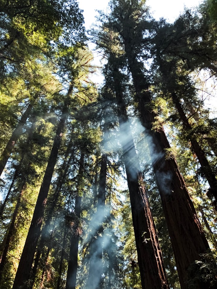 Redwood trees touching the sky from below