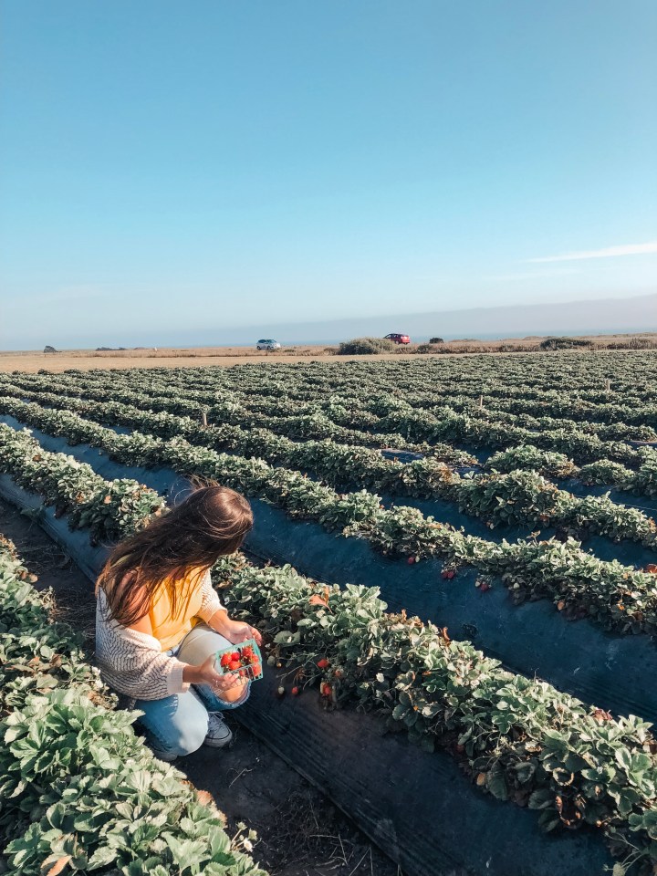 Girl strawberry picking oceanside on pacific coast highway