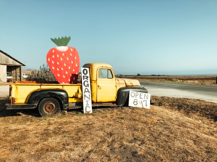 Roadside Strawberry Picking on Pacific Coast Highway
